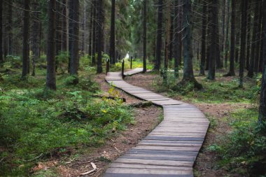 Komarovo Sahili, Komarovsky Bereg Doğal Anıt ekolojik patika yolu - Rusya 'nın Kurortny Bölgesi, St. Petersburg' da bir ormanda uzanan patika geçidi