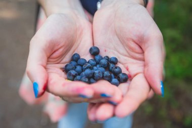 Kuzey İsveç, Lapland, Norrbotten ormanlarında böğürtlen toplama işlemi, Norveç sınırına yakın bir yerde kız yaban mersini, yaban mersini, yabanmersini, yabanmersini, 