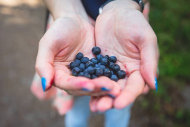 Kuzey İsveç, Lapland, Norrbotten ormanlarında böğürtlen toplama işlemi, Norveç sınırına yakın bir yerde kız yaban mersini, yaban mersini, yabanmersini, yabanmersini, 