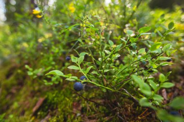 Kuzey İsveç, Lapland, Norrbotten ormanlarında böğürtlen toplama işlemi, Norveç sınırına yakın bir yerde kız yaban mersini, yaban mersini, yabanmersini, yabanmersini, 