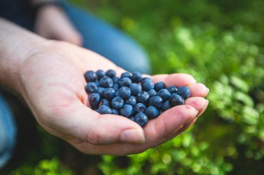 Kuzey İsveç, Lapland, Norrbotten ormanlarında böğürtlen toplama işlemi, Norveç sınırına yakın bir yerde kız yaban mersini, yaban mersini, yabanmersini, yabanmersini, 
