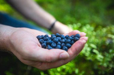 Kuzey İsveç, Lapland, Norrbotten ormanlarında böğürtlen toplama işlemi, Norveç sınırına yakın bir yerde kız yaban mersini, yaban mersini, yabanmersini, yabanmersini, 