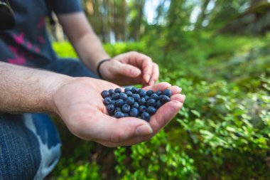 Process of collecting and picking berries in the forest of northern Sweden, Lapland, Norrbotten, near Norway border, girl picking cranberry, lingonberry, cloudberry, blueberry, bilberry  clipart