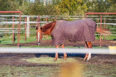 At biniciliği eğitimine hazır atlarla at biniciliği kulübü manzarası. At kulübünde ahırlar ve güneşte otlayan farklı atlar.