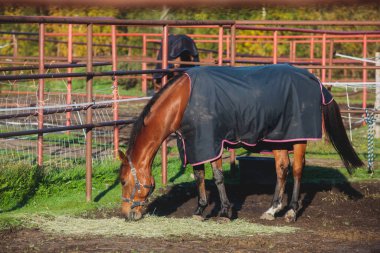 At biniciliği eğitimine hazır atlarla at biniciliği kulübü manzarası. At kulübünde ahırlar ve güneşte otlayan farklı atlar.