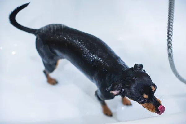 Process of bathing small breed black dog