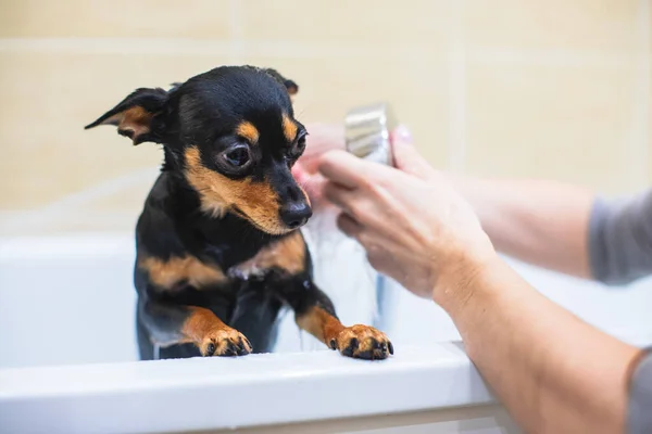 Process of bathing small breed black dog