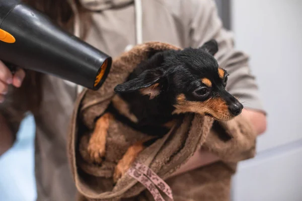 Process of bathing small breed black dog