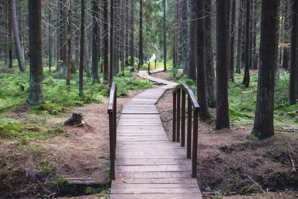 Eco path wooden walkway in Komarovo Shore, Komarovsky Bereg Natural Monument ecological trail path - route walkways laid in a forest, in Kurortny District of St. Petersburg, Russia