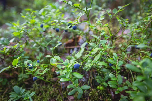 Proces Zbierania Zbierania Jagód Lesie Północnej Szwecji Laponii Norrbotten Pobliżu — Zdjęcie stockowe