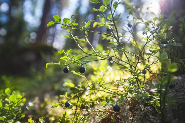 Sammeln Und Sammeln Von Beeren Wald Von Nordschweden Lappland Norrbotten — Stockfoto