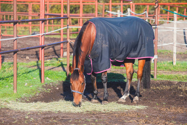 Вид конного клуба с лошадьми в экипировке, готовой к обучению верховой езде, конюшни в конном клубе с различными лошадьми, прогуливающимися на солнце