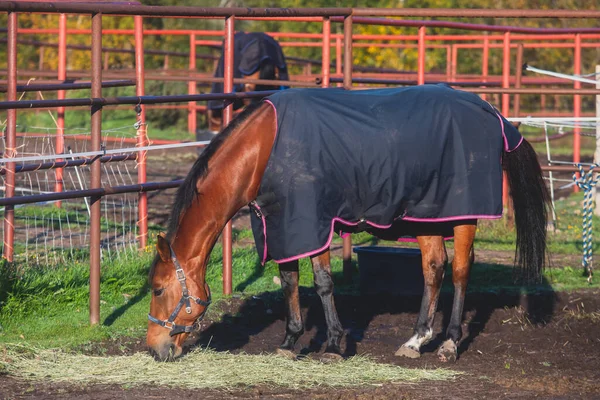 View of equestrian club with horses in equipment ready to horseback riding training, stables at horse club with different horses pasturing in the sun