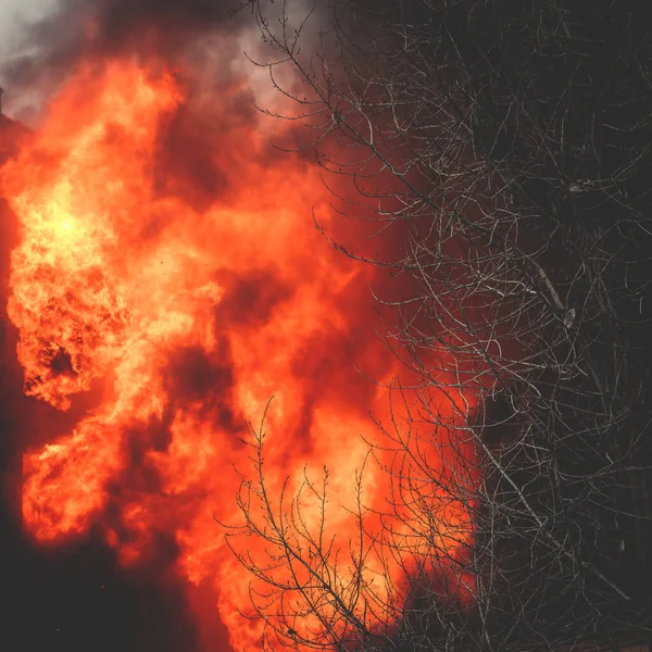 Grand Feu Forêt Massif Feu Brousse Feu Forêt Avec Des — Photo