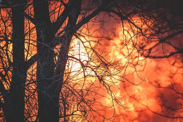 Massive Large Major Wildfire Bush Blaze Forest Fire Burning Trees — Stock Photo, Image
