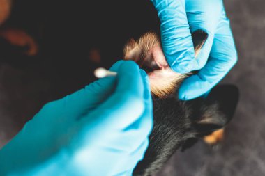 Köpek kulağı temizleme süreci, veteriner pamuklu çubukla köpek kulakları temizler, küçük cins siyah köpek kulağı muayenesi veteriner kliniği, hayvan bakımı ve hijyen konseptini yakından inceler.