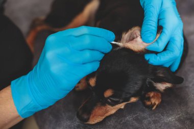 Köpek kulağı temizleme süreci, veteriner pamuklu çubukla köpek kulakları temizler, küçük cins siyah köpek kulağı muayenesi veteriner kliniği, hayvan bakımı ve hijyen konseptini yakından inceler.