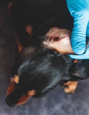 Köpek kulağı temizleme süreci, veteriner pamuklu çubukla köpek kulakları temizler, küçük cins siyah köpek kulağı muayenesi veteriner kliniği, hayvan bakımı ve hijyen konseptini yakından inceler.
