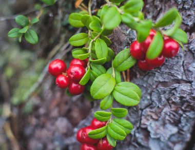 Kuzey İsveç, Lapland, Norrbotten ormanlarında böğürtlen toplama işlemi, Norveç sınırına yakın bir yerde kız yaban mersini, yaban mersini, yabanmersini, yabanmersini,