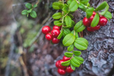 Kuzey İsveç, Lapland, Norrbotten ormanlarında böğürtlen toplama işlemi, Norveç sınırına yakın bir yerde kız yaban mersini, yaban mersini, yabanmersini, yabanmersini,