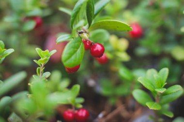 Kuzey İsveç, Lapland, Norrbotten ormanlarında böğürtlen toplama işlemi, Norveç sınırına yakın bir yerde kız yaban mersini, yaban mersini, yabanmersini, yabanmersini,