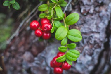 Kuzey İsveç, Lapland, Norrbotten ormanlarında böğürtlen toplama işlemi, Norveç sınırına yakın bir yerde kız yaban mersini, yaban mersini, yabanmersini, yabanmersini,