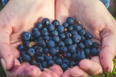 Kuzey İsveç, Lapland, Norrbotten ormanlarında böğürtlen toplama işlemi, Norveç sınırına yakın bir yerde kız yaban mersini, yaban mersini, yabanmersini, yabanmersini,