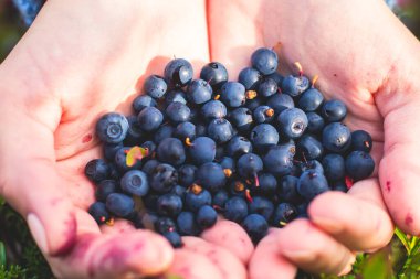 Kuzey İsveç, Lapland, Norrbotten ormanlarında böğürtlen toplama işlemi, Norveç sınırına yakın bir yerde kız yaban mersini, yaban mersini, yabanmersini, yabanmersini,