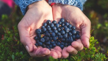 Kuzey İsveç, Lapland, Norrbotten ormanlarında böğürtlen toplama işlemi, Norveç sınırına yakın bir yerde kız yaban mersini, yaban mersini, yabanmersini, yabanmersini,