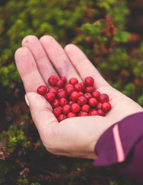 Kuzey İsveç, Lapland, Norrbotten ormanlarında böğürtlen toplama işlemi, Norveç sınırına yakın bir yerde kız yaban mersini, yaban mersini, yabanmersini, yabanmersini,