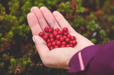 Kuzey İsveç, Lapland, Norrbotten ormanlarında böğürtlen toplama işlemi, Norveç sınırına yakın bir yerde kız yaban mersini, yaban mersini, yabanmersini, yabanmersini,