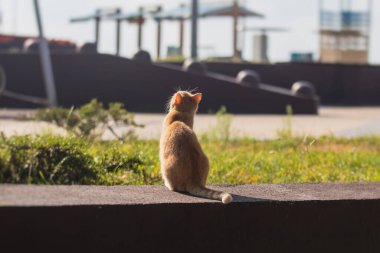 Zelenogradsk, eski Cranz, sahil beldesi, Zelenogradsky Bölgesi, Kaliningrad Oblastı, Rusya, Sambiya kıyı şeridi, Baltık Denizi 'ne yakın.