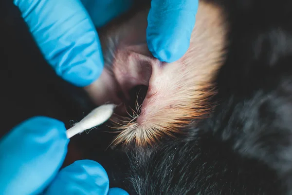 Process of cleaning dog ear, vet cleans dog ears with cotton swab, small breed black dog ear examination close up view at veterinary clinic, pet care and hygiene concept