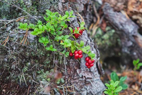 ノルウェー国境近くの北部スウェーデン ラップランド ノルトボテンの森の中でベリーを収集し 選ぶプロセス 女の子はクランベリー リンゴンベリー クラウドベリー ブルーベリー ビリーを選ぶ — ストック写真