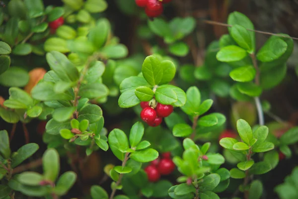 Process Collecting Picking Berries Forest Northern Sweden Lapland Norrbotten Norway — Stock Photo, Image