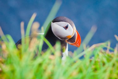 Atlantik Puffins üzerinde Latrabjarg cliffs - Avrupa ve Avrupa'nın en büyük kuş cliff, İzlanda parçası en güzel canlı resmi