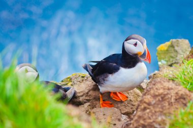 Atlantik Puffins üzerinde Latrabjarg cliffs - Avrupa ve Avrupa'nın en büyük kuş cliff, İzlanda parçası en güzel canlı resmi