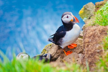 Atlantik Puffins üzerinde Latrabjarg cliffs - Avrupa ve Avrupa'nın en büyük kuş cliff, İzlanda parçası en güzel canlı resmi