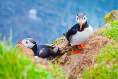 Atlantik Puffins üzerinde Latrabjarg cliffs - Avrupa ve Avrupa'nın en büyük kuş cliff, İzlanda parçası en güzel canlı resmi
