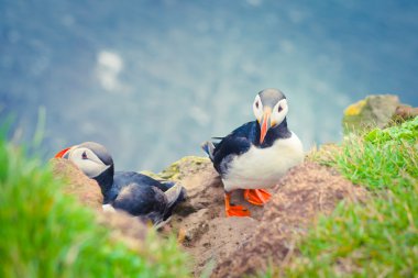 Atlantik Puffins üzerinde Latrabjarg cliffs - Avrupa ve Avrupa'nın en büyük kuş cliff, İzlanda parçası en güzel canlı resmi