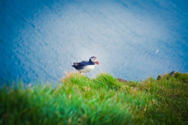 Atlantik Puffins üzerinde Latrabjarg cliffs - Avrupa ve Avrupa'nın en büyük kuş cliff, İzlanda parçası en güzel canlı resmi