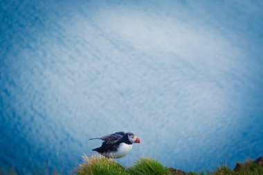 Atlantik Puffins üzerinde Latrabjarg cliffs - Avrupa ve Avrupa'nın en büyük kuş cliff, İzlanda parçası en güzel canlı resmi