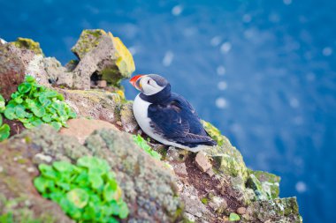 Atlantik Puffins üzerinde Latrabjarg cliffs - Avrupa ve Avrupa'nın en büyük kuş cliff, İzlanda parçası en güzel canlı resmi