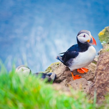 Atlantik Puffins üzerinde Latrabjarg cliffs - Avrupa ve Avrupa'nın en büyük kuş cliff, İzlanda parçası en güzel canlı resmi