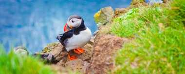 Atlantik Puffins üzerinde Latrabjarg cliffs - Avrupa ve Avrupa'nın en büyük kuş cliff, İzlanda parçası en güzel canlı resmi