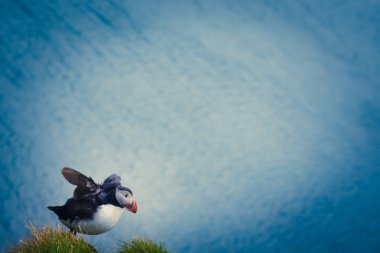 Atlantik Puffins üzerinde Latrabjarg cliffs - Avrupa ve Avrupa'nın en büyük kuş cliff, İzlanda parçası en güzel canlı resmi