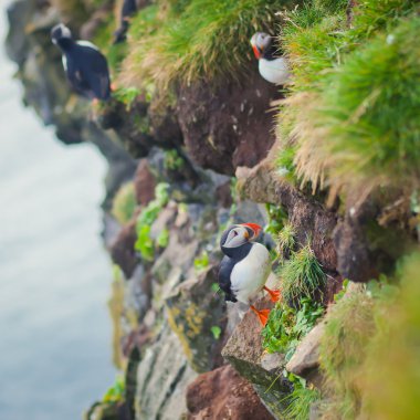 Atlantik Puffins üzerinde Latrabjarg cliffs - Avrupa ve Avrupa'nın en büyük kuş cliff, İzlanda parçası en güzel canlı resmi