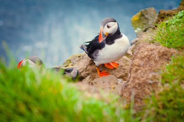Atlantik Puffins üzerinde Latrabjarg cliffs - Avrupa ve Avrupa'nın en büyük kuş cliff, İzlanda parçası en güzel canlı resmi
