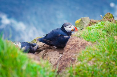 Atlantik Puffins üzerinde Latrabjarg cliffs - Avrupa ve Avrupa'nın en büyük kuş cliff, İzlanda parçası en güzel canlı resmi