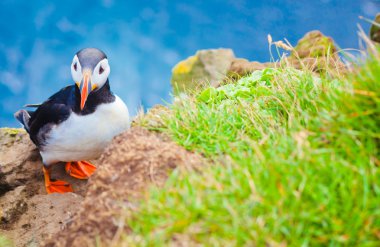 Atlantik Puffins üzerinde Latrabjarg cliffs - Avrupa ve Avrupa'nın en büyük kuş cliff, İzlanda parçası en güzel canlı resmi